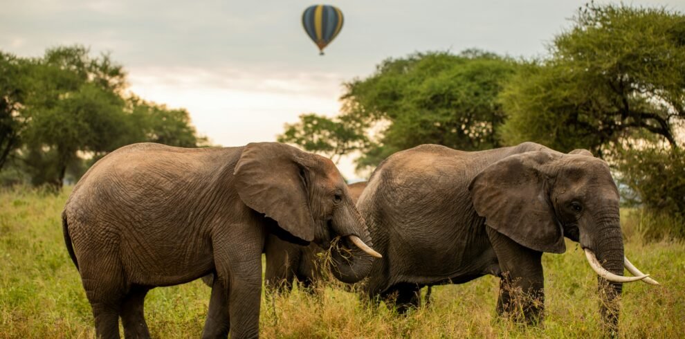tarangire-national-park